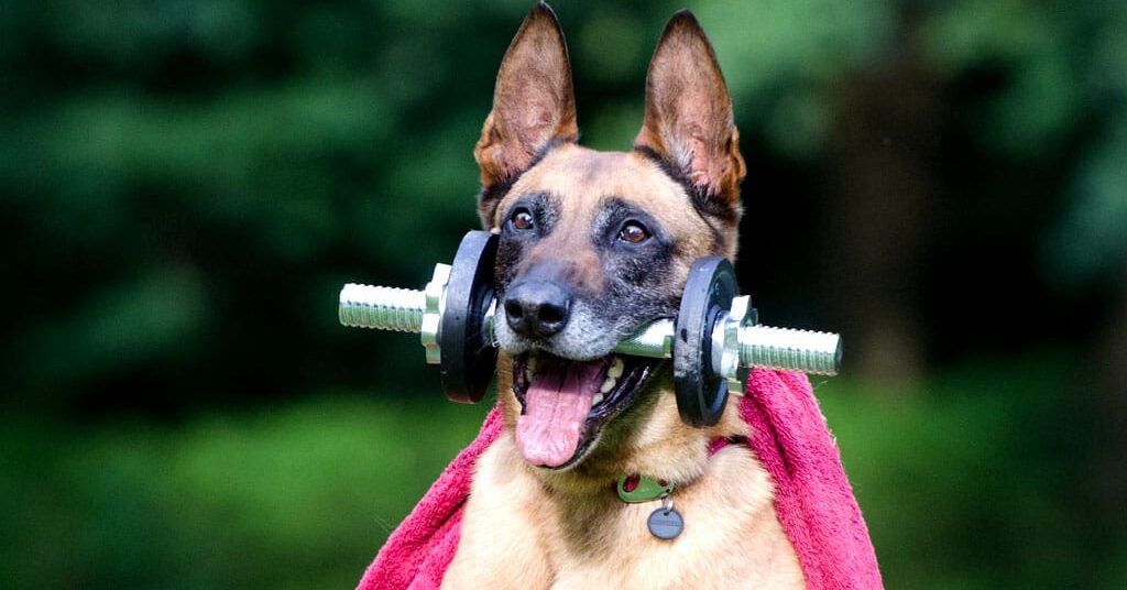 Healthy Habits Exercises for Your Pets