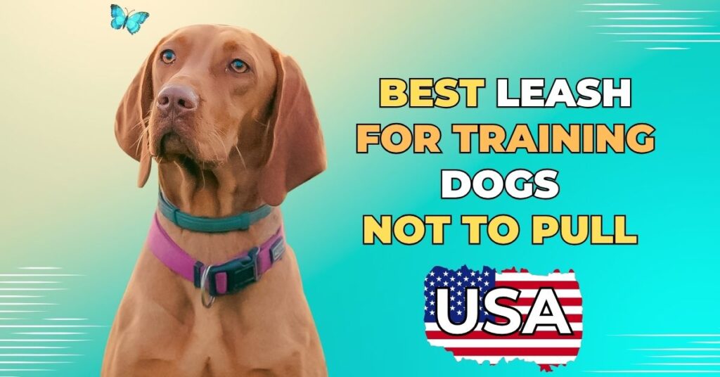 Best Leash for Training Dogs Not to Pull