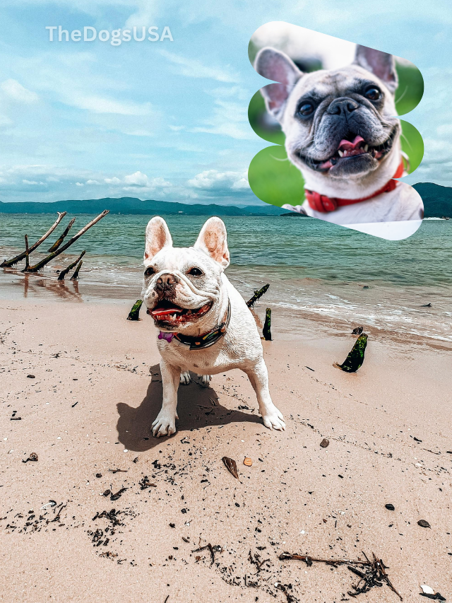 5 Fun Facts About French Bulldogs