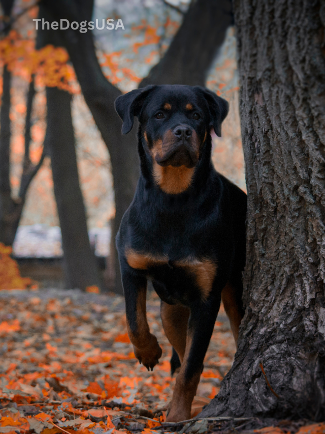 5 Fun Facts About Rottweilers