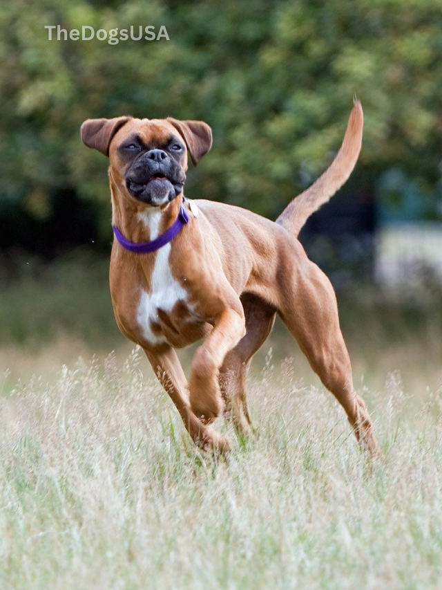 5 Fun Facts About Boxer Dogs