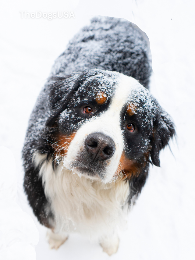 5 Fun Facts About Bernese Mountain Dogs