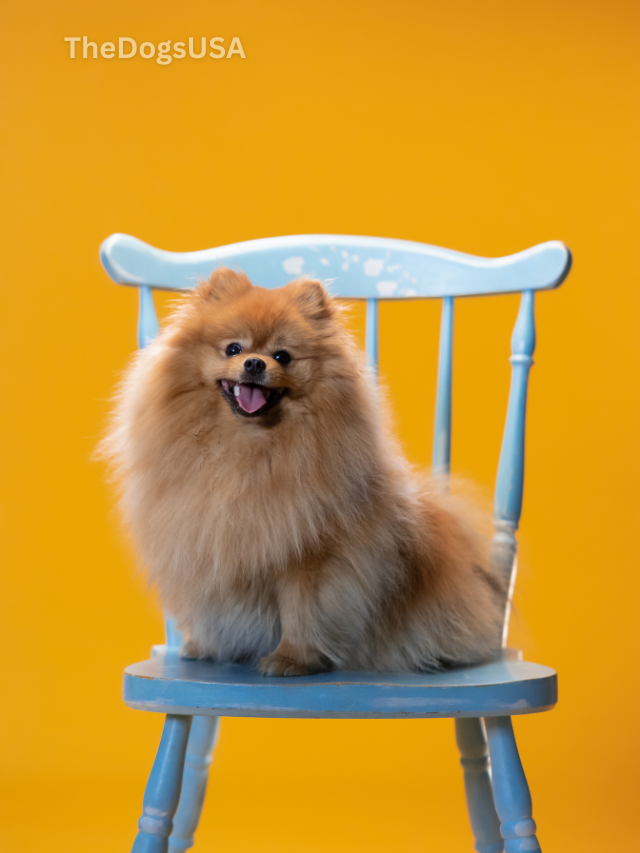 5 Fun Facts About Pomeranians