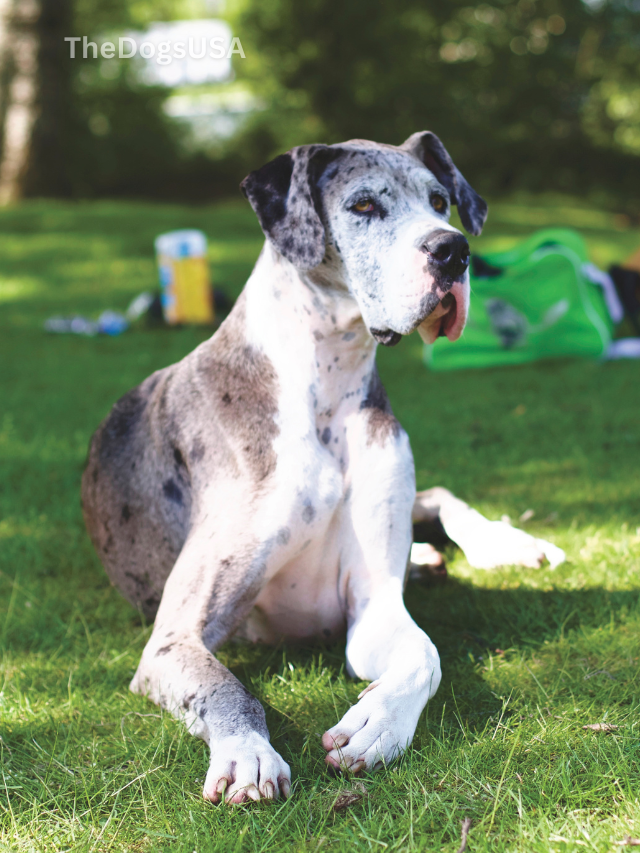 5 Fun Facts About Great Danes