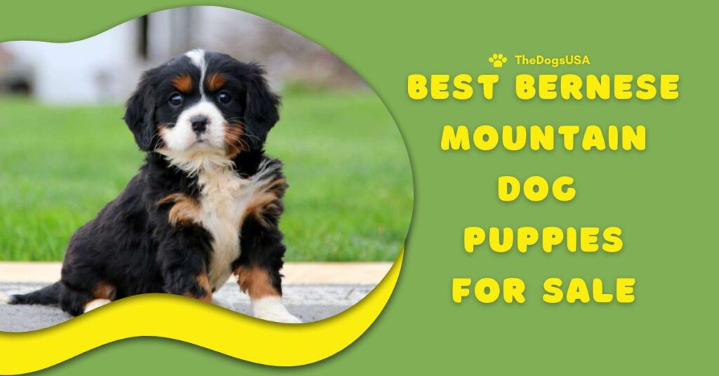 Best Bernese Mountain Dog Puppies for Sale