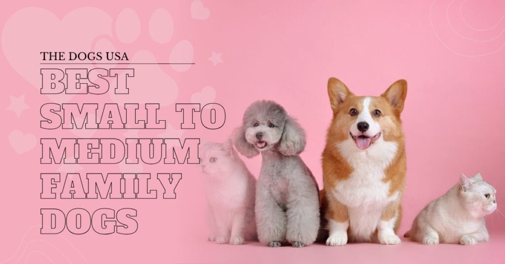 Best Small to Medium Family Dogs