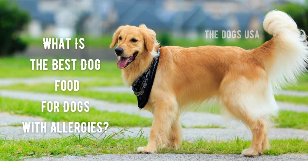 What Is the Best Dog Food for Dogs with Allergies?