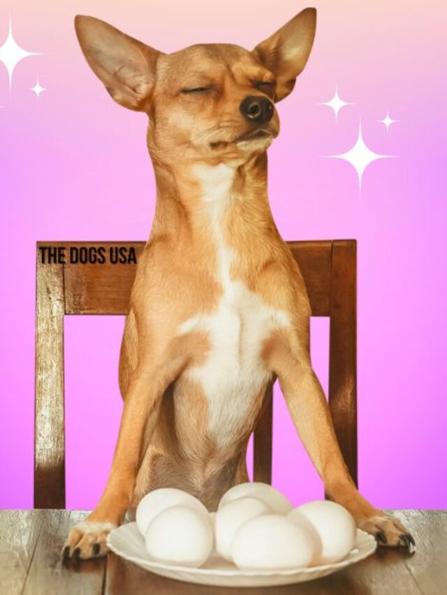 Top 5 Medium-Sized Dog Breeds That Don’t Shed