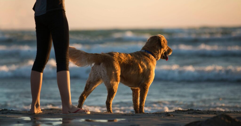 Best Dog Beaches in Southern California