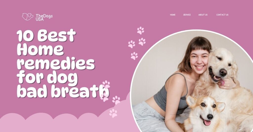 Home remedies for dog bad breath