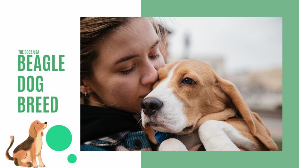 Beagle Dog Breed