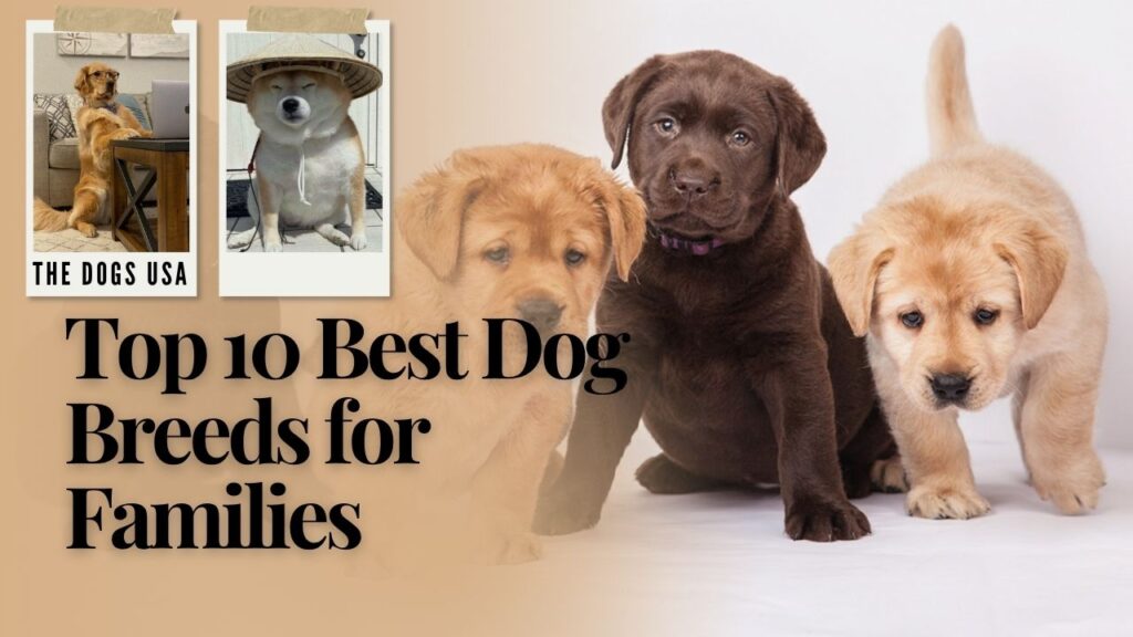 Best Dog Breeds for Families