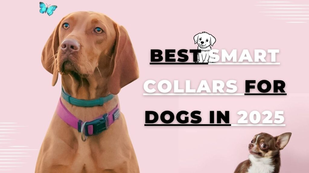 Best Smart Collars for Dogs in 2025