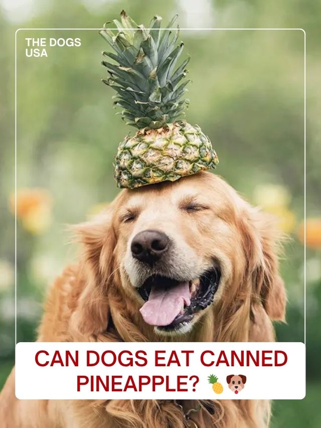 Can Dogs Eat Canned Pineapple?