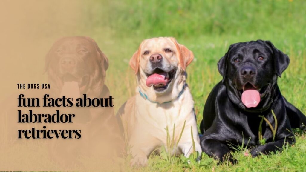 Fun Facts About Labrador Retrievers