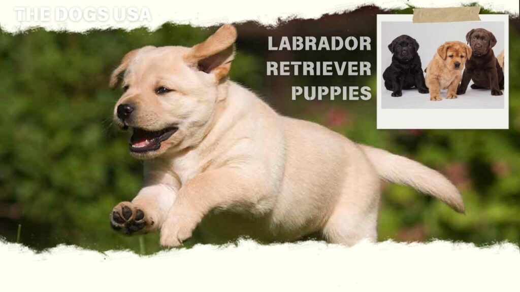Labrador Retriever Puppies