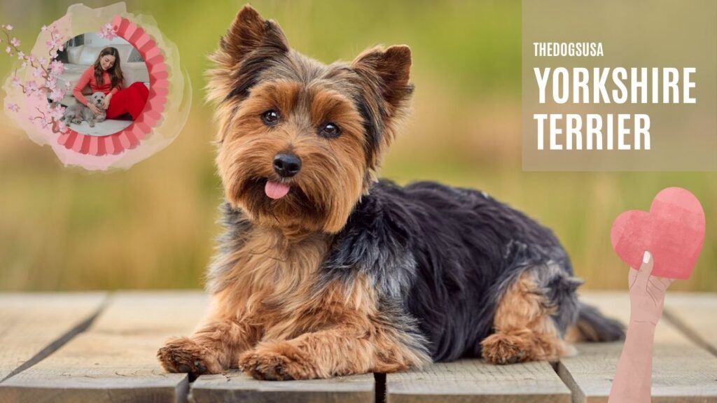 Yorkshire Terrier