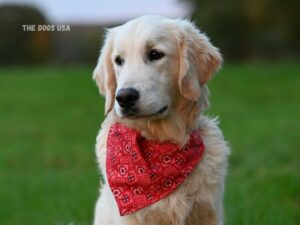 Best Dog Breeds for Families