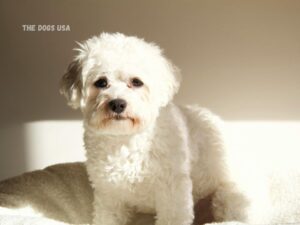 best dog breeds for families