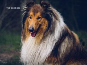 best dog breeds for families