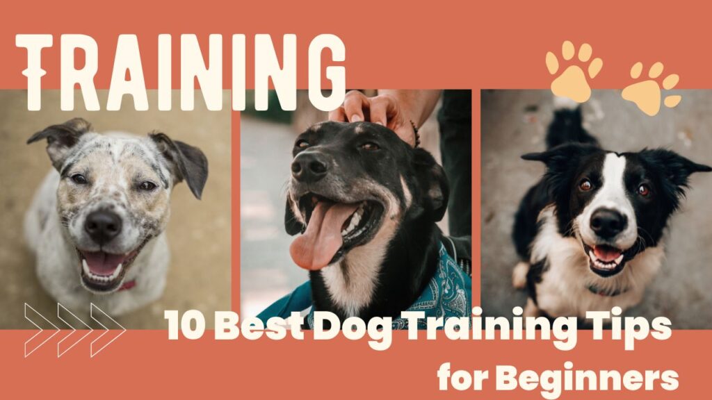 10 Best Dog Training Tips for Beginners