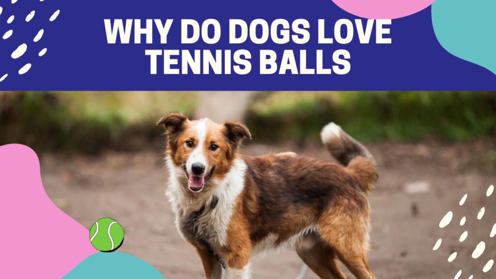 why do dogs love tennis balls