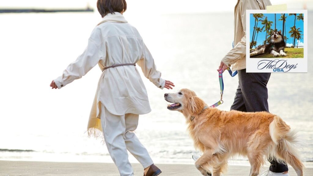 Pet-Friendly Vacation Rentals USA