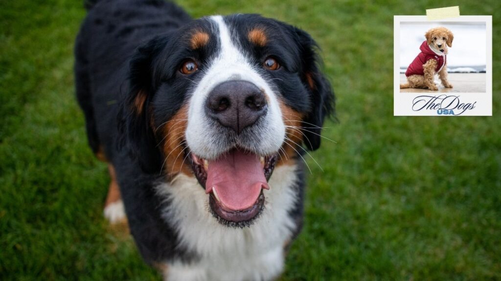 Popular Designer Dog Breeds in the USA