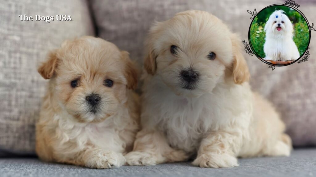 dog breeds that dont shed