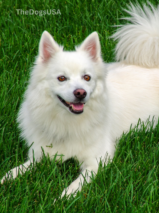 5 Fun Facts About American Eskimo Dogs
