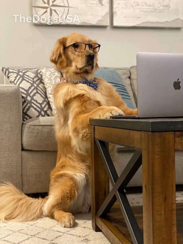 Top 5 Best Dog Breeds for Families