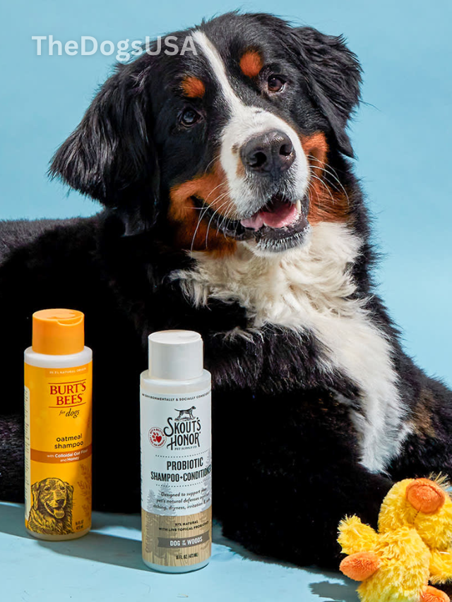 Top 5 Best Dog Shampoos for All Breeds – 2025 Vet-Approved
