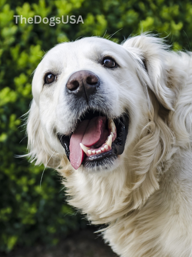 5 Fun Facts About Golden Retrievers (2025)