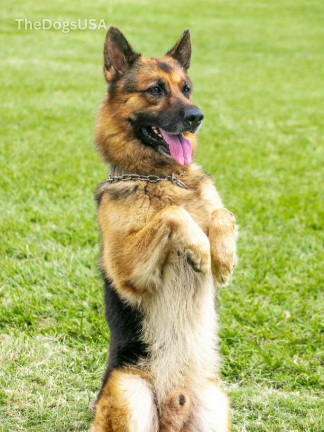 5 Fun Facts About German Shepherds (2025)