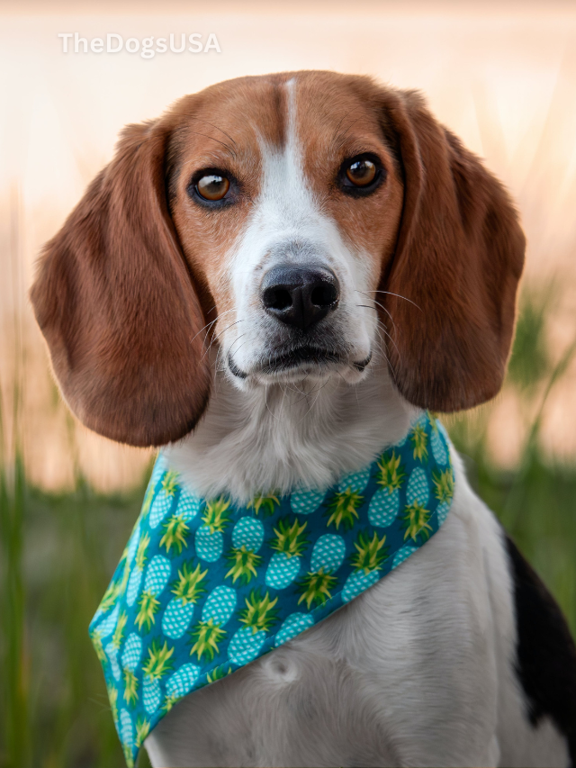 5 Fun Facts About Beagles (2025)
