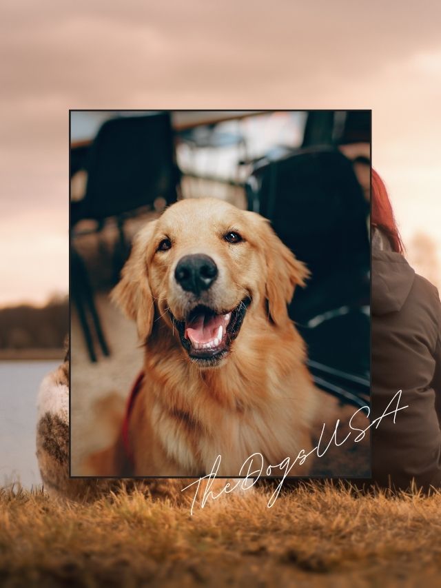 Top 5 Best Big Dog Breeds That Don’t Shed
