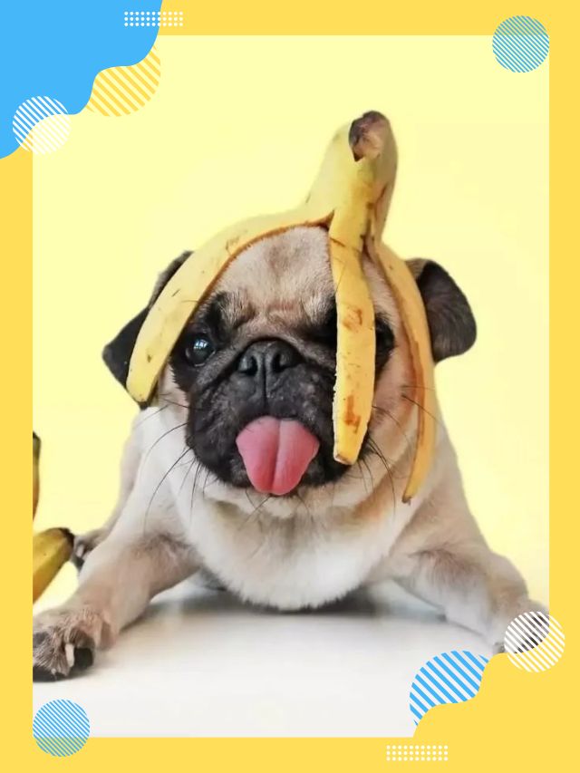 Can Dogs Eat Bananas? Safe Ways to Feed Them in 2025