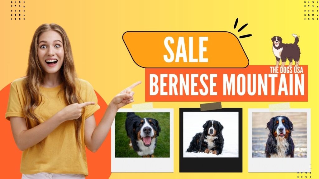 bernese mountain dogs for sale