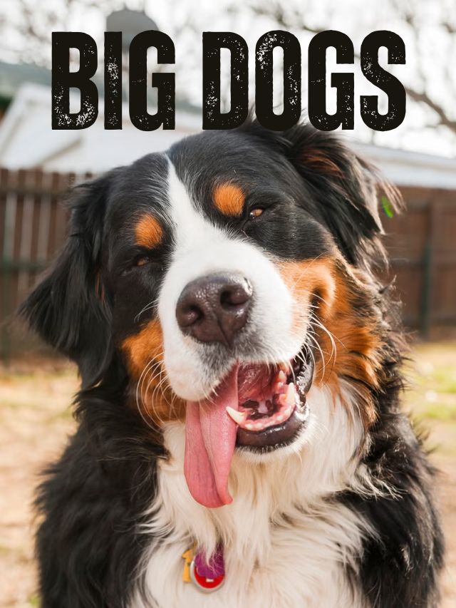 Top Big Dog Breeds You’ll Love in 2025