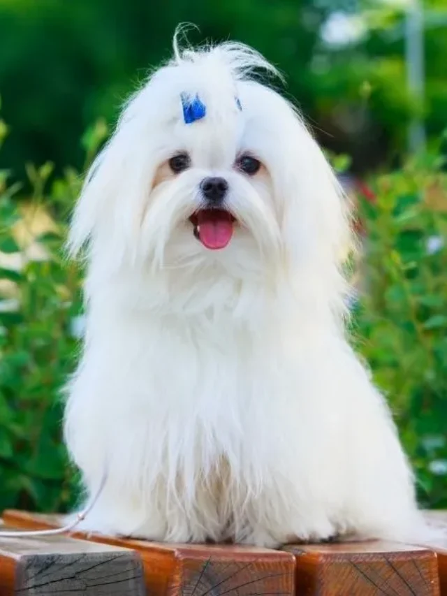Top 5 Dog Breeds That Don’t Shed (Much)