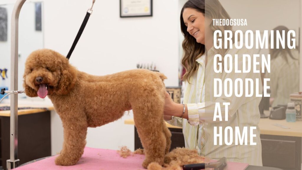 grooming goldendoodle at home