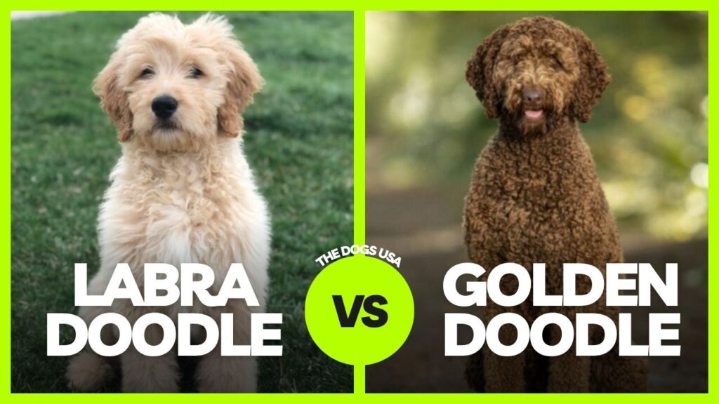 labradoodle vs goldendoodle