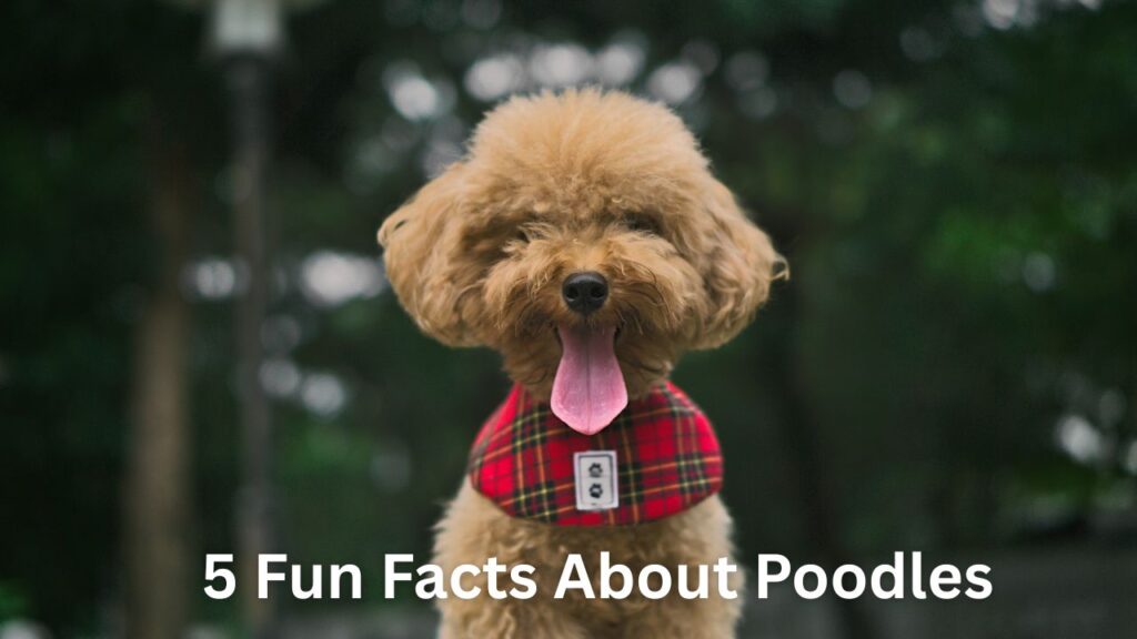 5 Fun Facts About Poodles