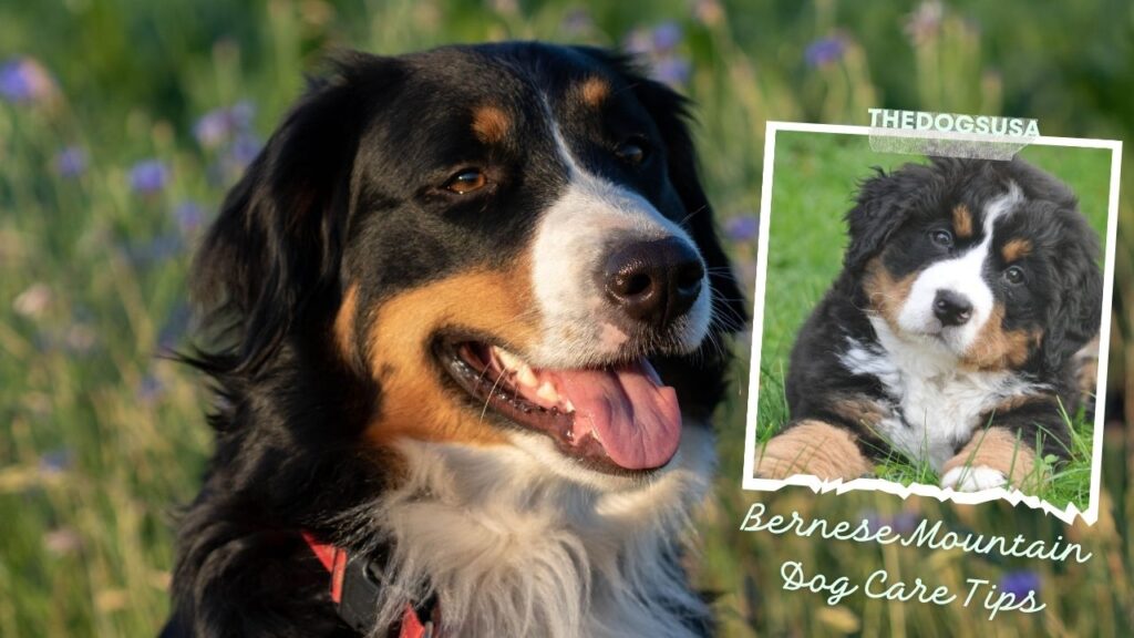 Bernese Mountain Dog Care Tips