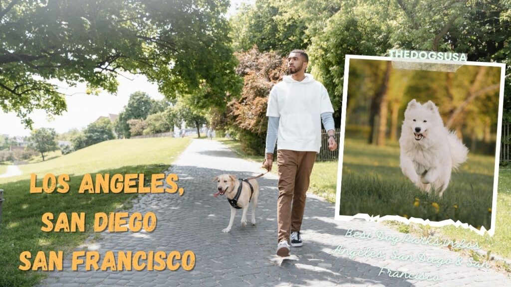 Best Dog Parks in Los Angeles, San Diego & San Francisco