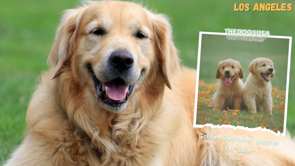 Golden Retriever puppies for sale