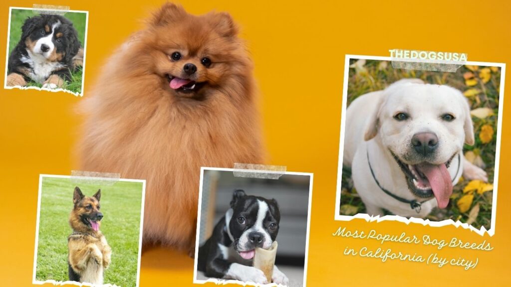 Most Popular Dog Breeds in California (by city)