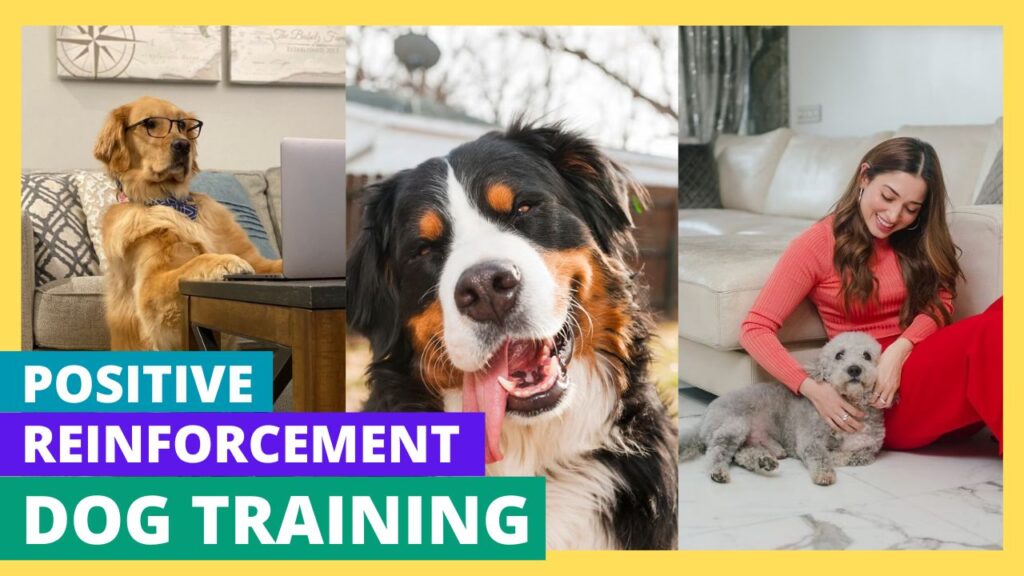 Positive Reinforcement Dog Training