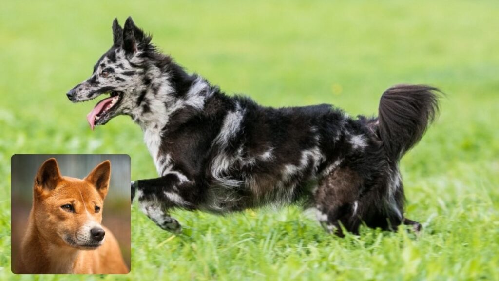 Rarest Dog Breed in the World