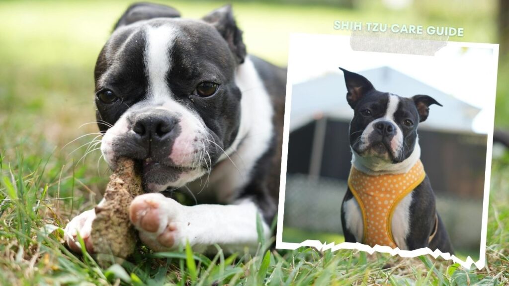 boston terrier temperament